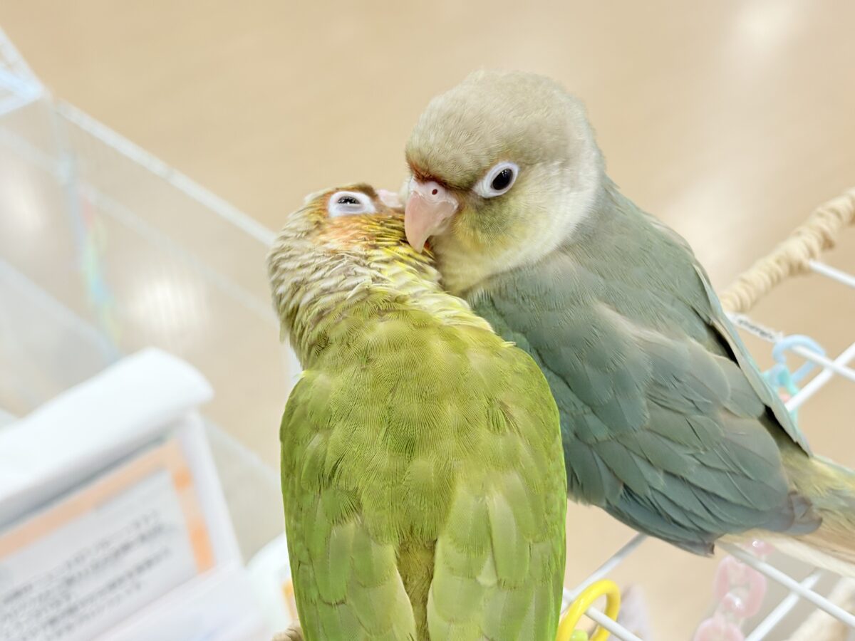 ホオミドリウロコインコ