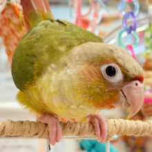 【最新画像更新🪄ひとり餌‪になりました☆】南国育ちのフレッシュ果実🐣🍍💖ウロコインコ(パイナップル) ヒナ