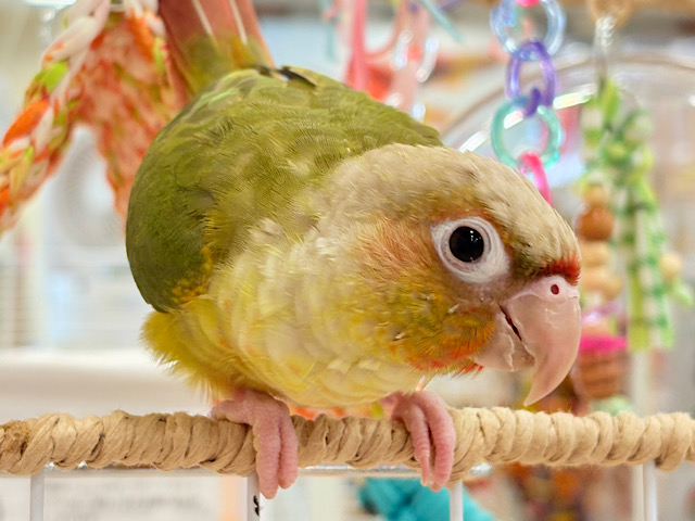 【最新画像更新🪄ひとり餌‪になりました☆】南国育ちのフレッシュ果実🐣🍍💖ウロコインコ(パイナップル) ヒナ