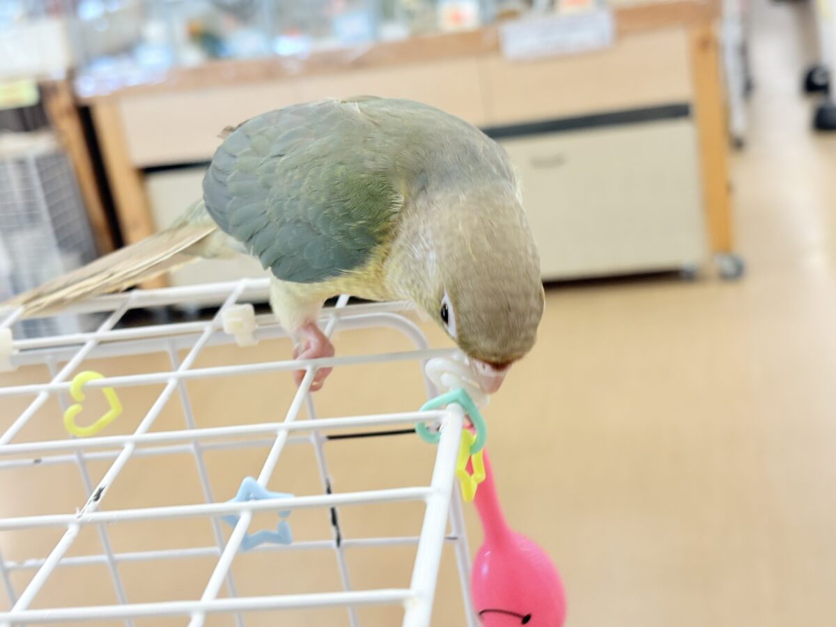 ホオミドリウロコインコ