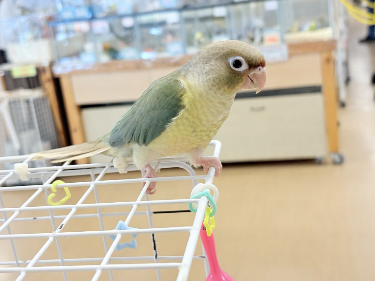 ホオミドリウロコインコ