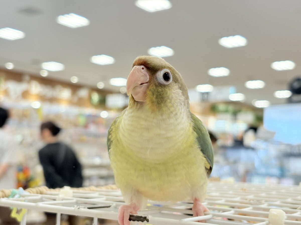 ホオミドリウロコインコ