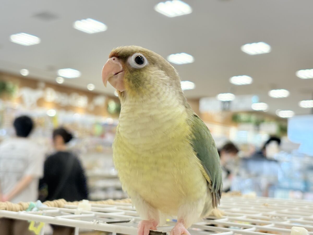 ホオミドリウロコインコ