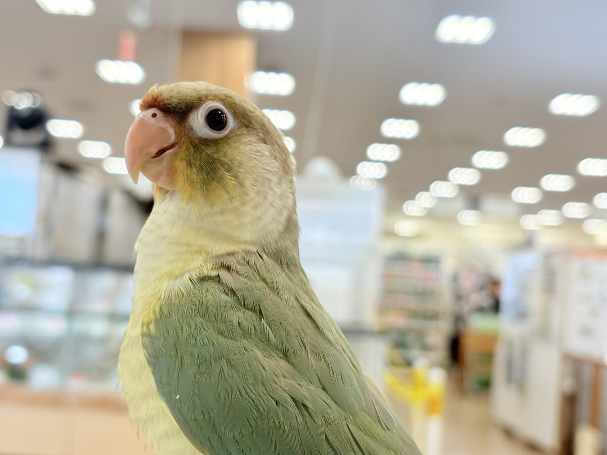 ホオミドリウロコインコ