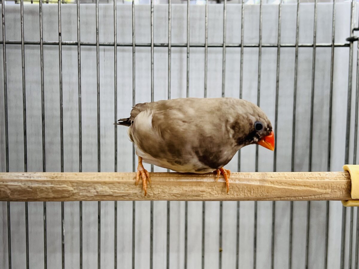 錦花鳥（キンカチョウ）