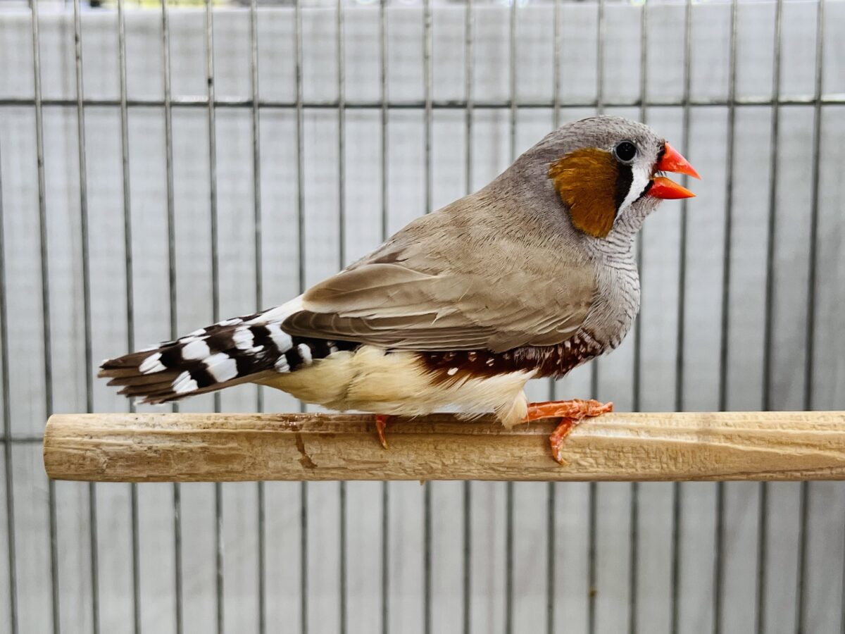 錦花鳥（キンカチョウ）