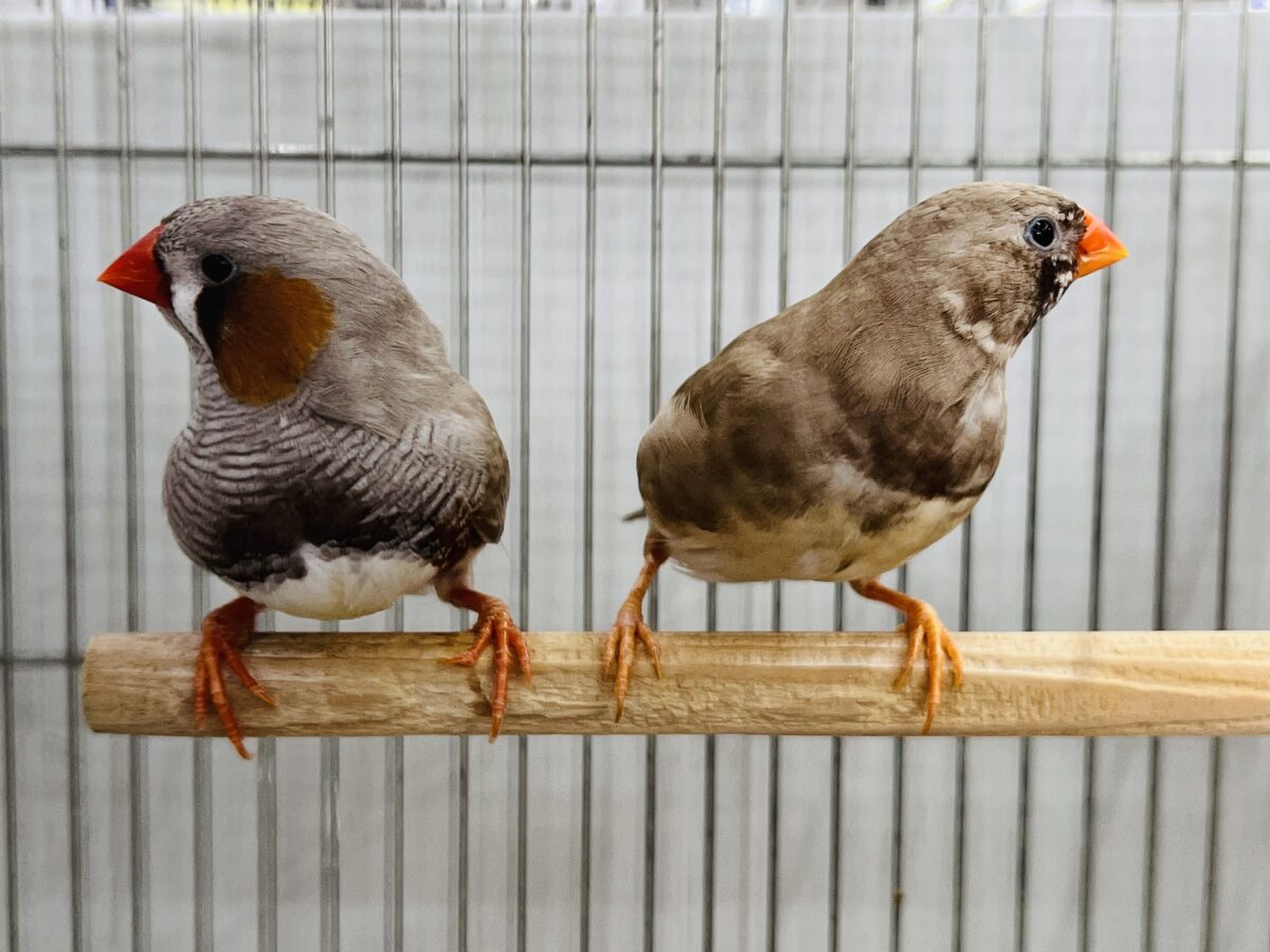 錦花鳥（キンカチョウ）