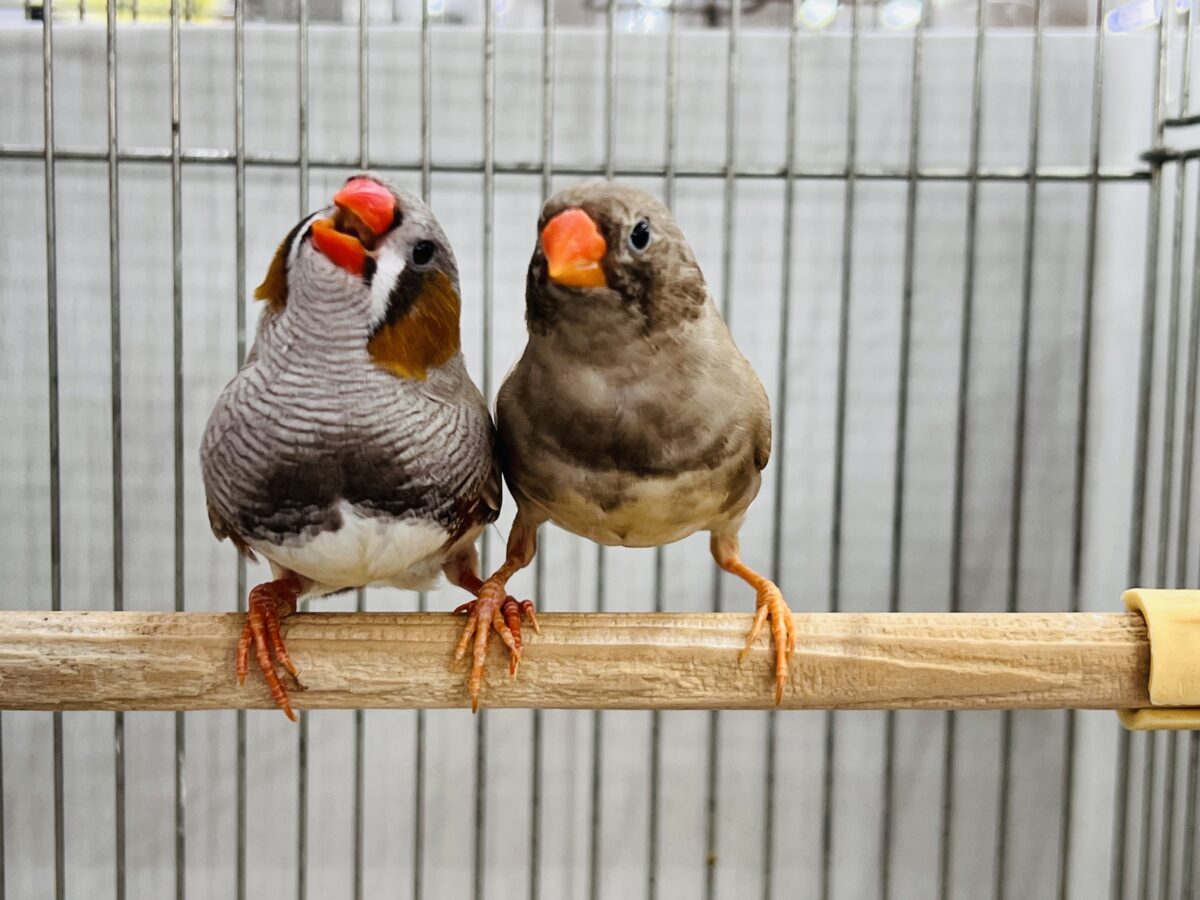 錦花鳥（キンカチョウ）