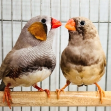 新婚夫婦♡?フォーンカラーのキンカチョウ🧡