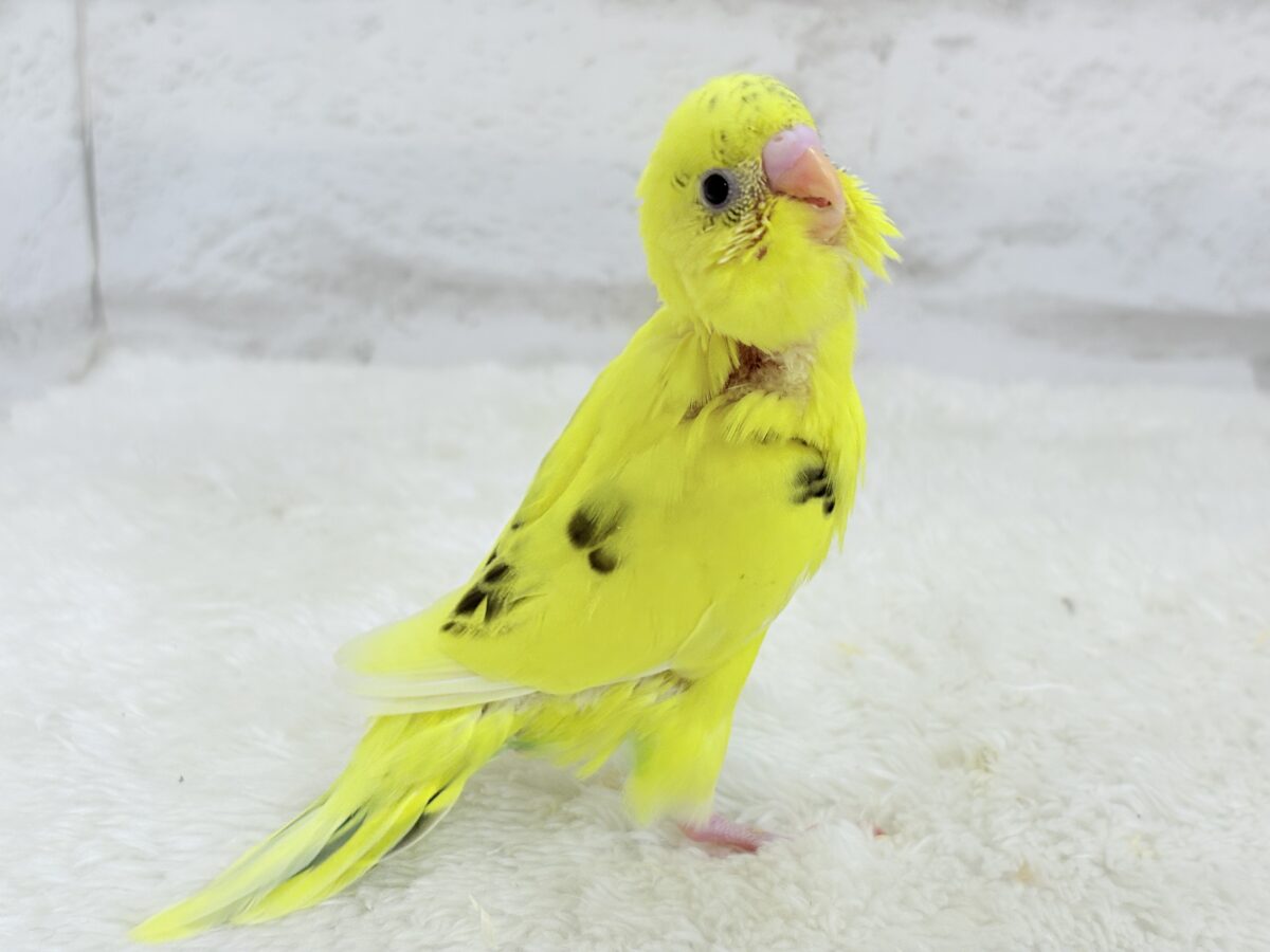 セキセイインコ