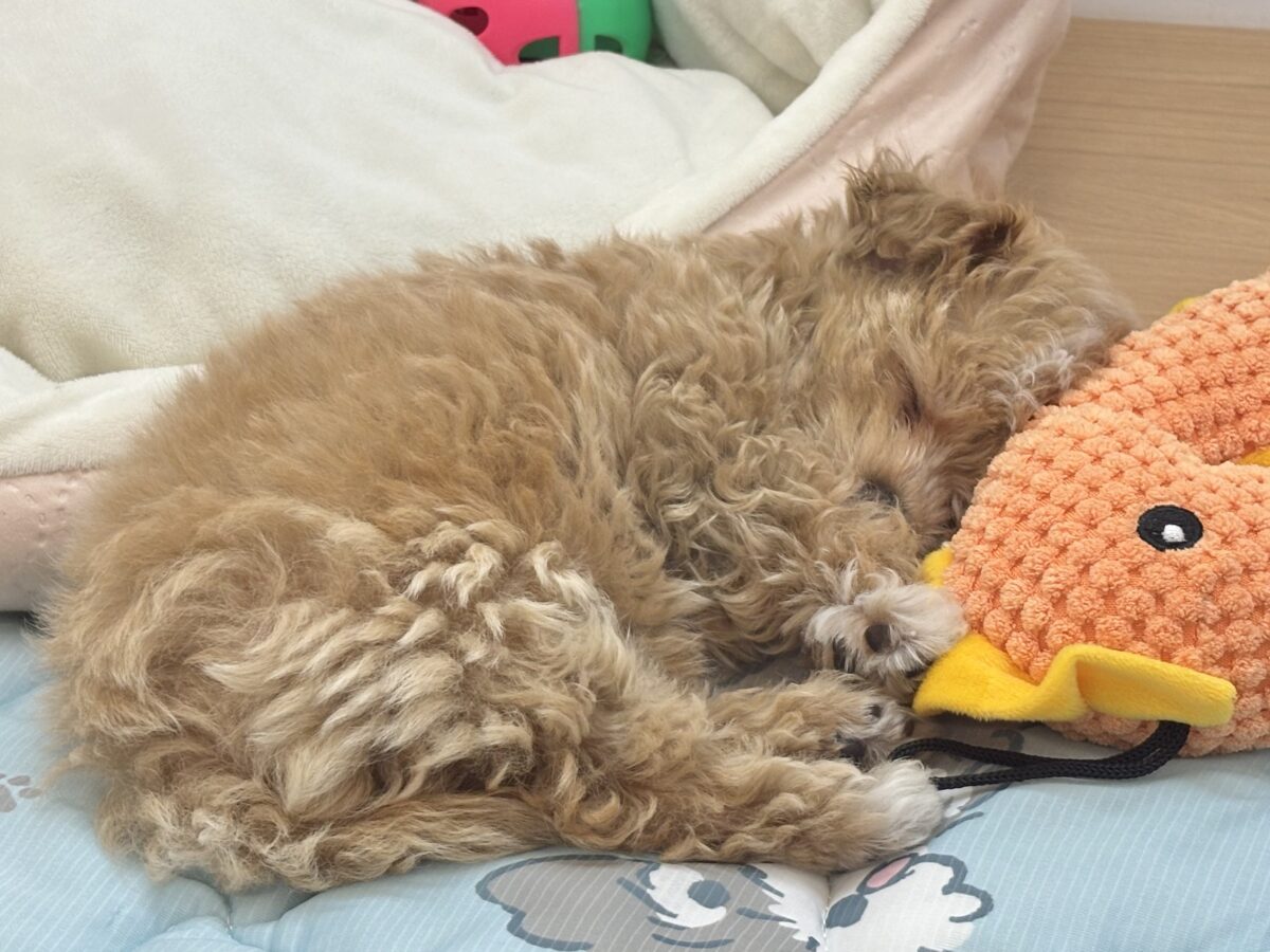 マルプー