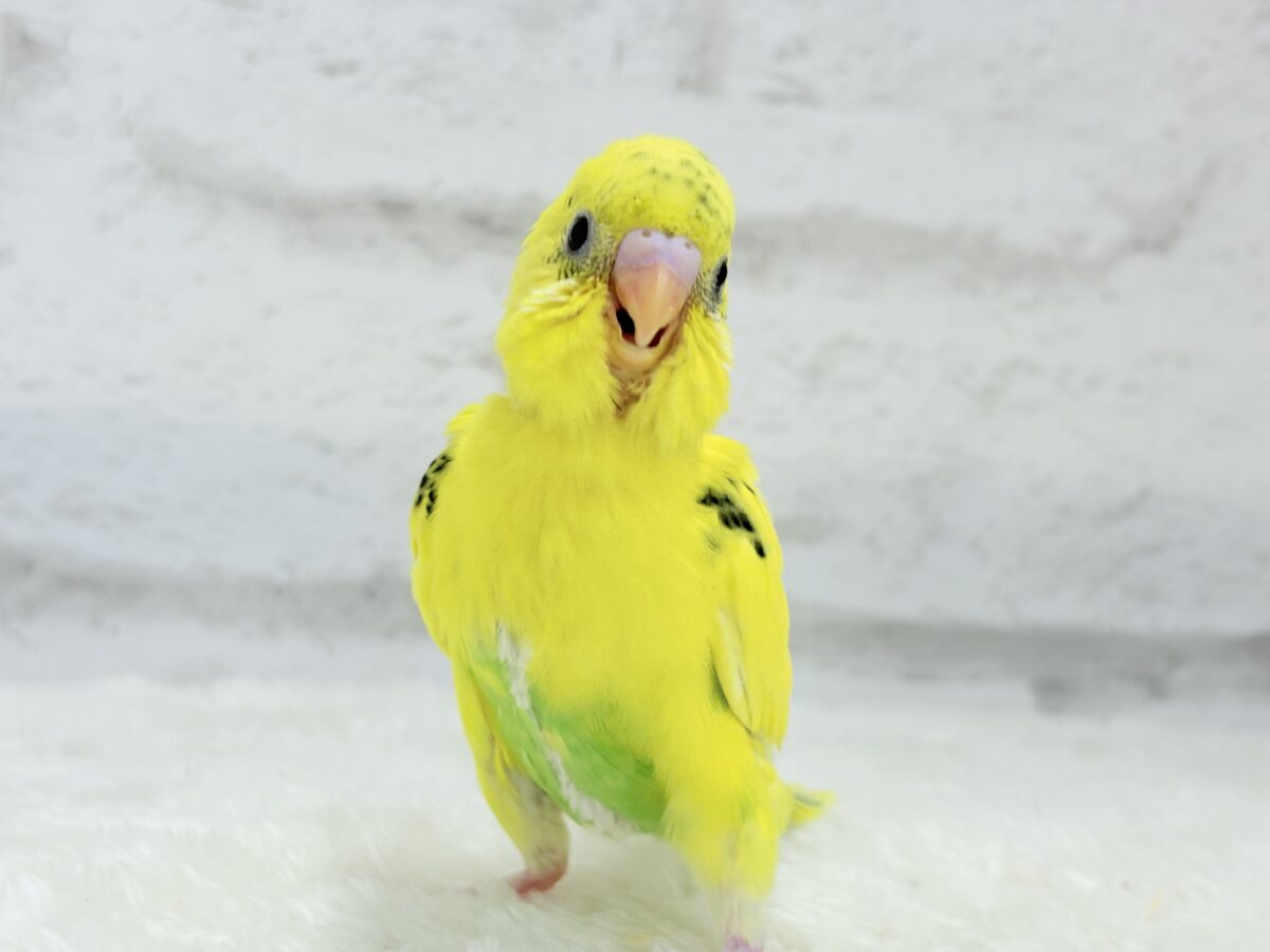 セキセイインコ