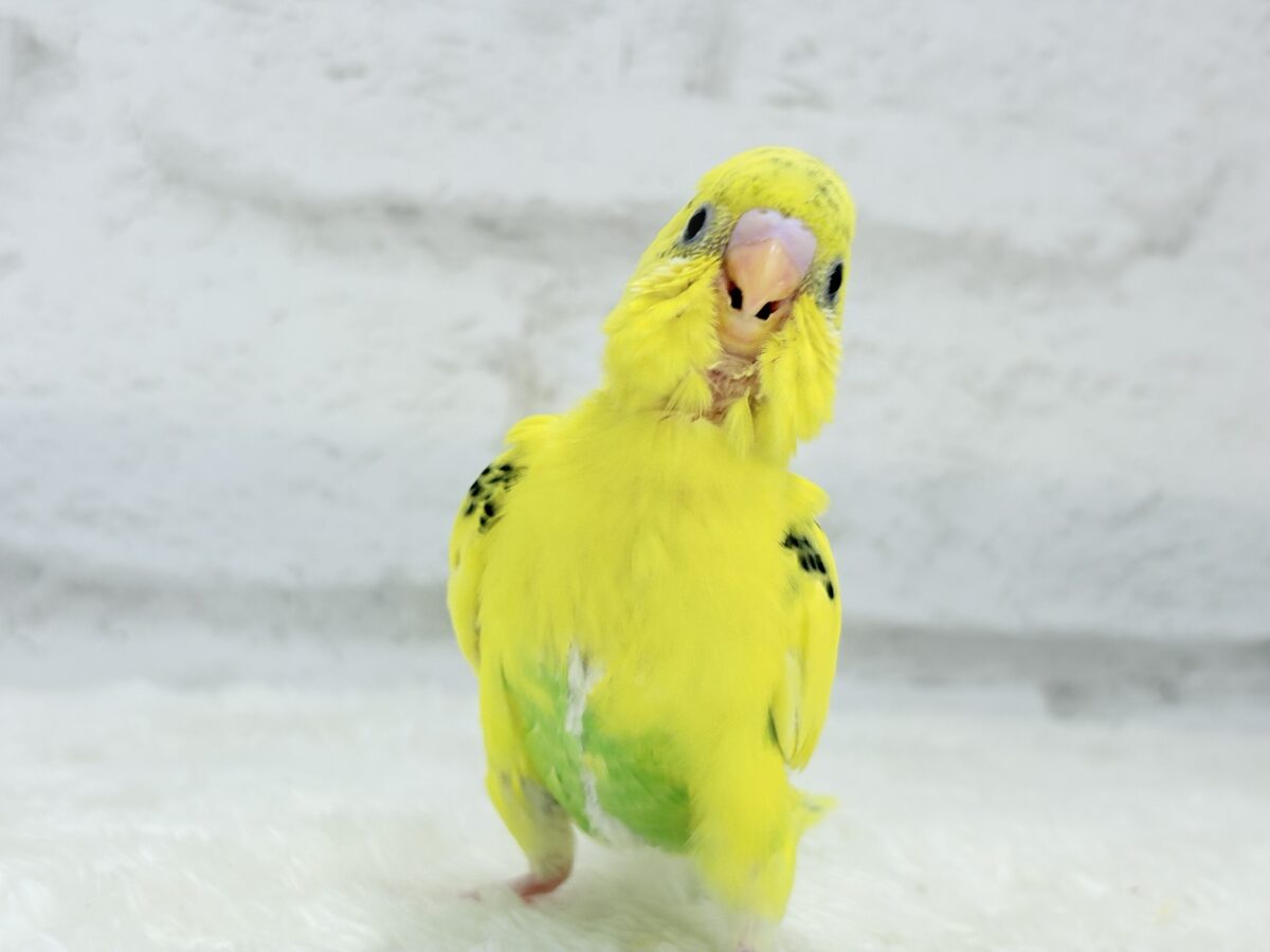 セキセイインコ