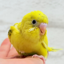 【最新画像更新🪄】のりたまちゃんとピクニック🌷🐥セキセイインコ(黄色ハルクイン) ヒナ