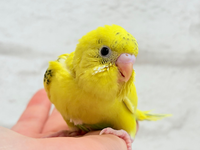 【最新画像更新🪄】のりたまちゃんとピクニック🌷🐥セキセイインコ(黄色ハルクイン) ヒナ