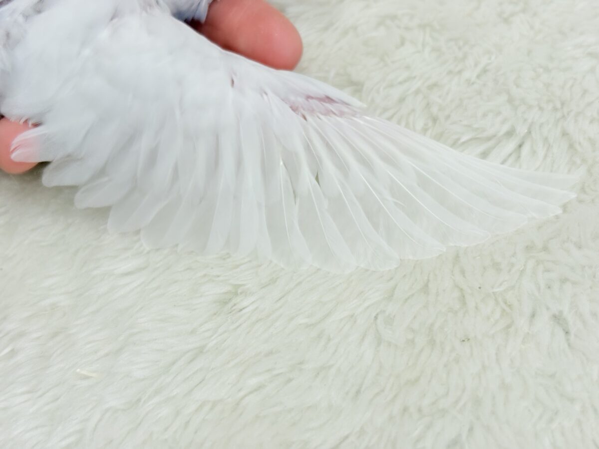 【最新画像更新🪄】透明感が爆発中〜〜🐣✨セキセイインコ ヒナ セキセイインコ