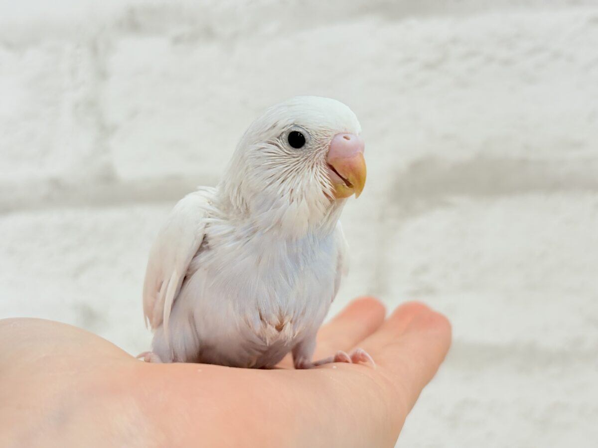 【最新画像更新🪄】透明感が爆発中〜〜🐣✨セキセイインコ ヒナ セキセイインコ