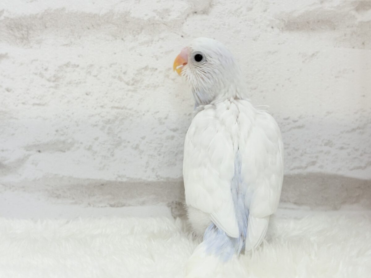 【最新画像更新🪄】透明感が爆発中〜〜🐣✨セキセイインコ ヒナ セキセイインコ