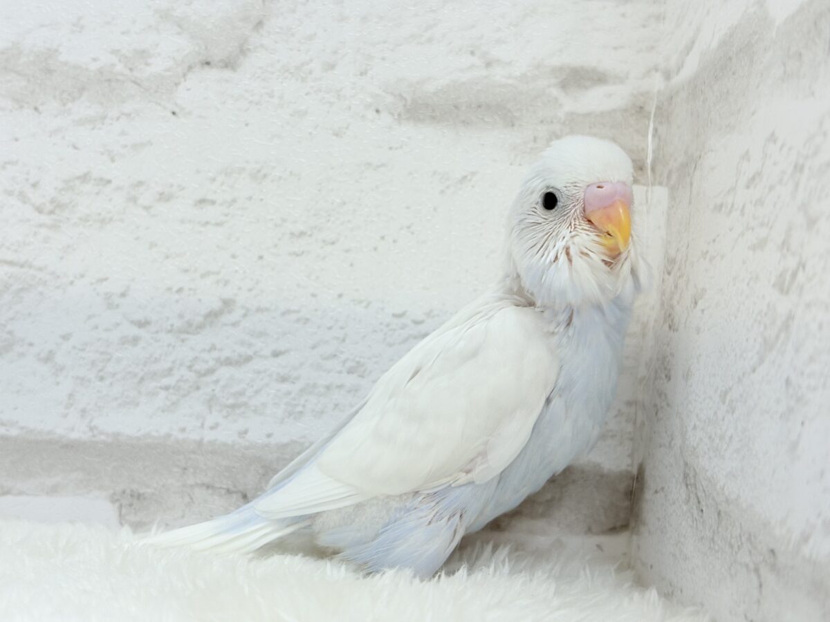 【最新画像更新🪄】透明感が爆発中〜〜🐣✨セキセイインコ ヒナ セキセイインコ
