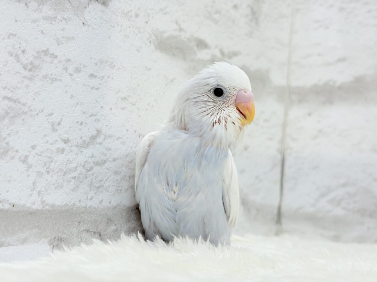 【最新画像更新🪄】透明感が爆発中〜〜🐣✨セキセイインコ ヒナ セキセイインコ