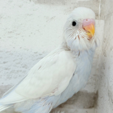 透明感が爆発中〜〜🐣✨セキセイインコ ヒナ