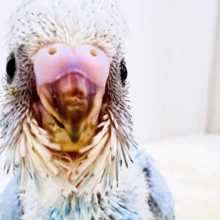 水色ギンガムチェック🩵さわやか夏カラー✨セキセイインコのブルースパングル🌟