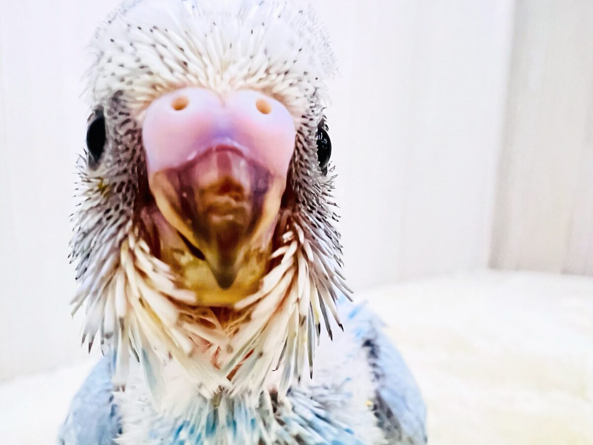 水色ギンガムチェック🩵さわやか夏カラー✨セキセイインコのブルースパングル🌟