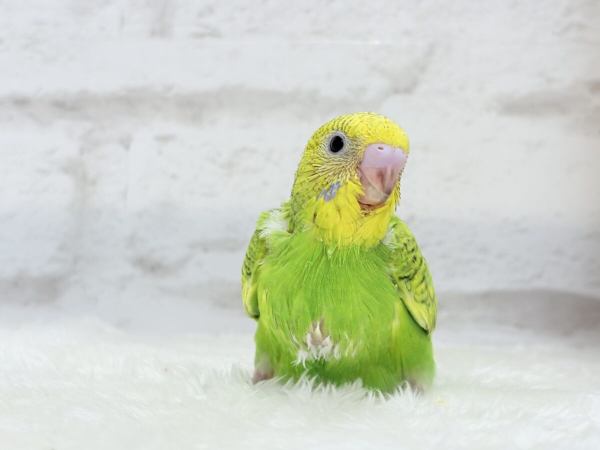セキセイインコ