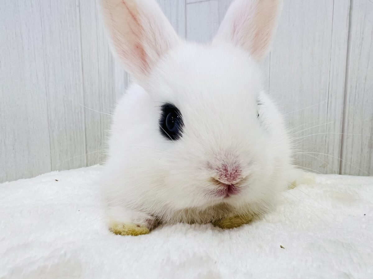 ドワーフホト