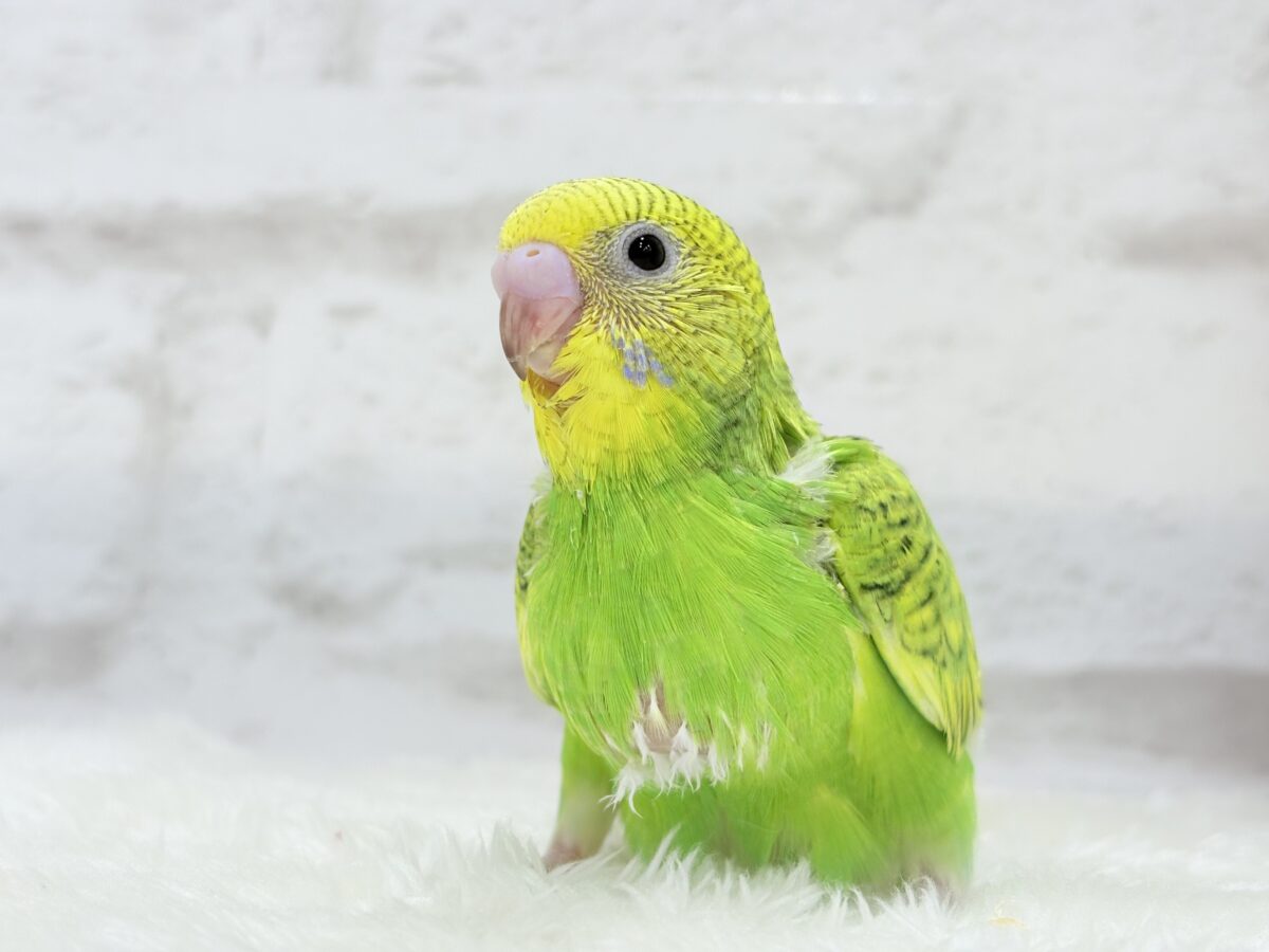 セキセイインコ