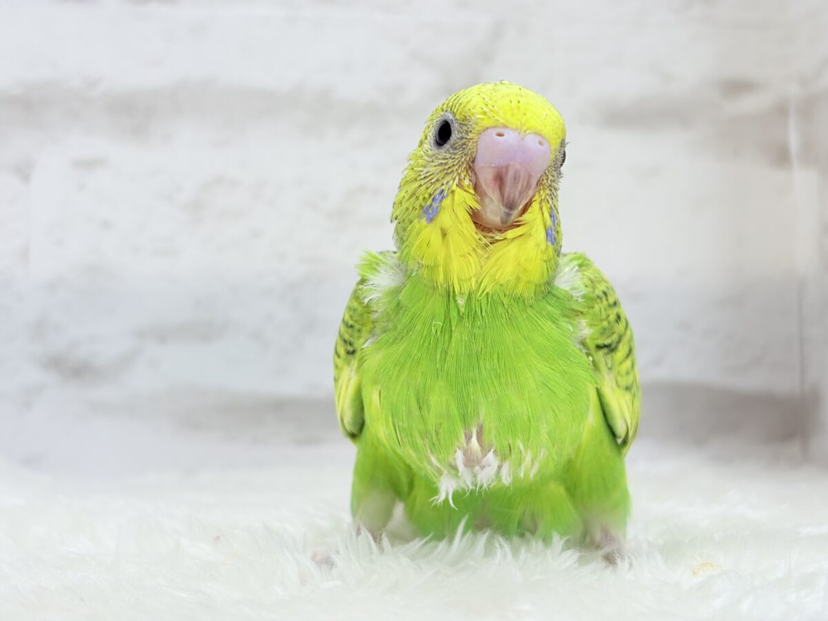 セキセイインコ