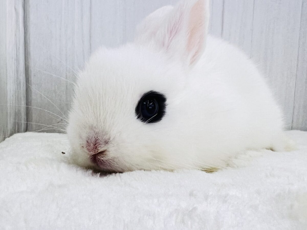 ドワーフホト