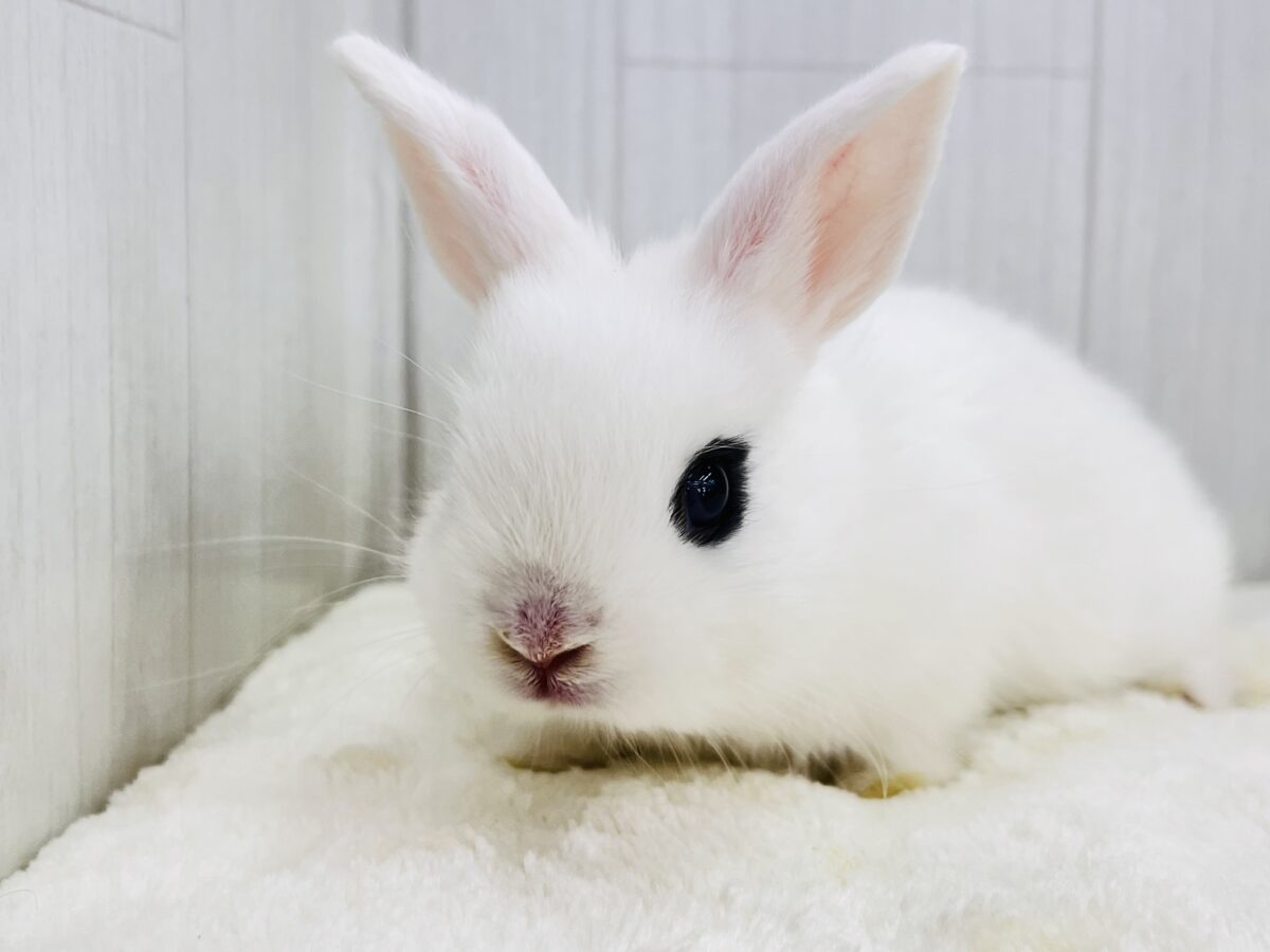 ドワーフホト