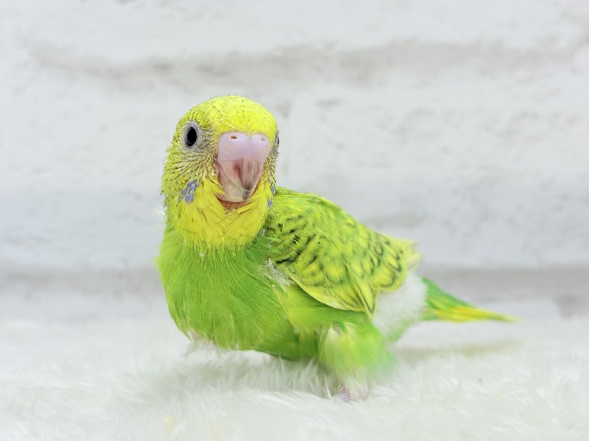 セキセイインコ