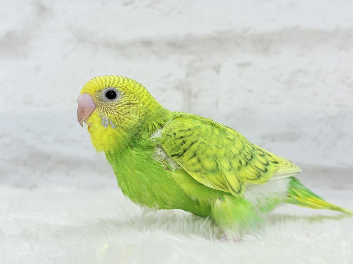 セキセイインコ