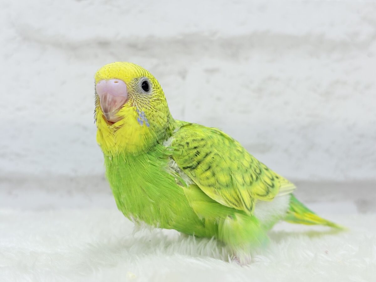 セキセイインコ