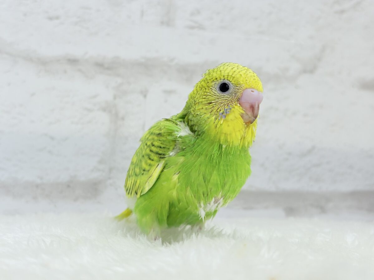 セキセイインコ