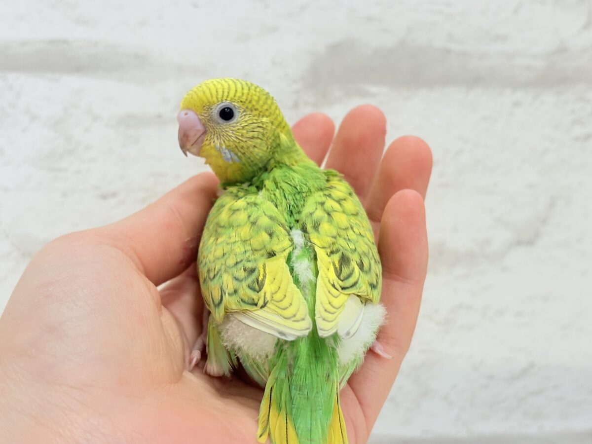 セキセイインコ