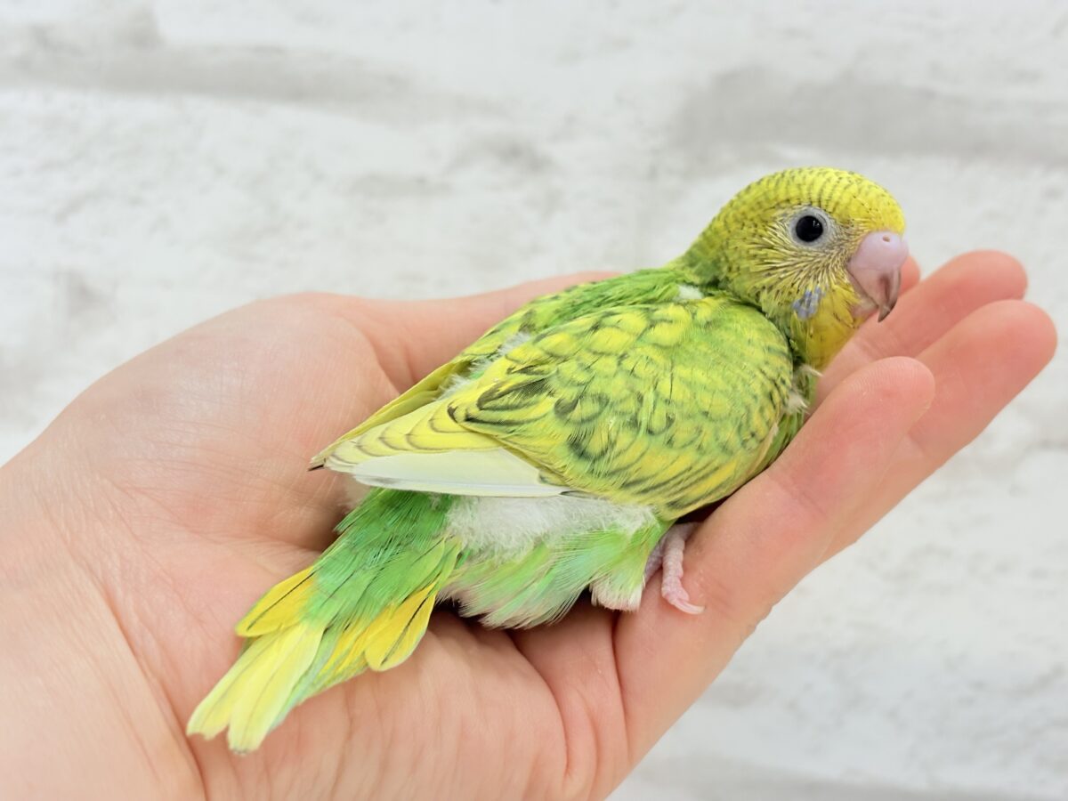 セキセイインコ