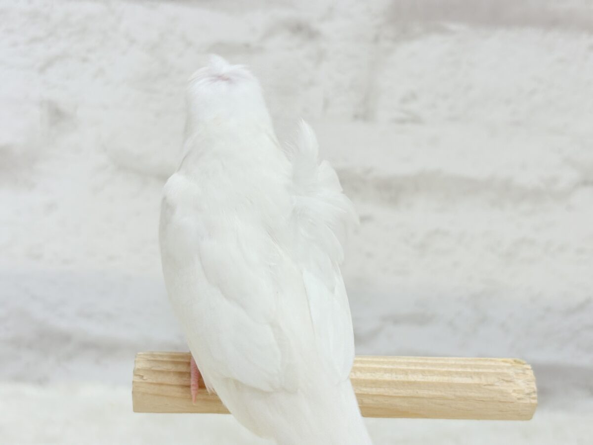 梵天セキセイインコ