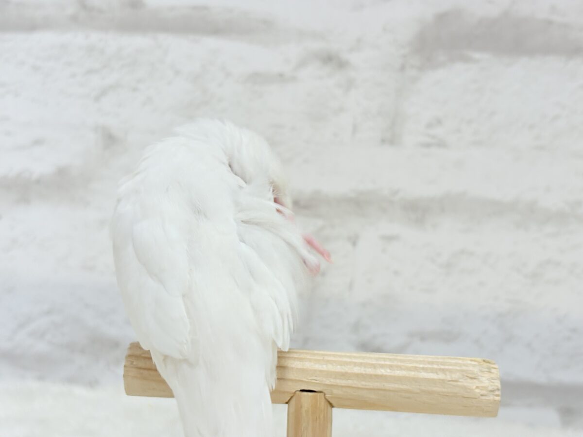 梵天セキセイインコ