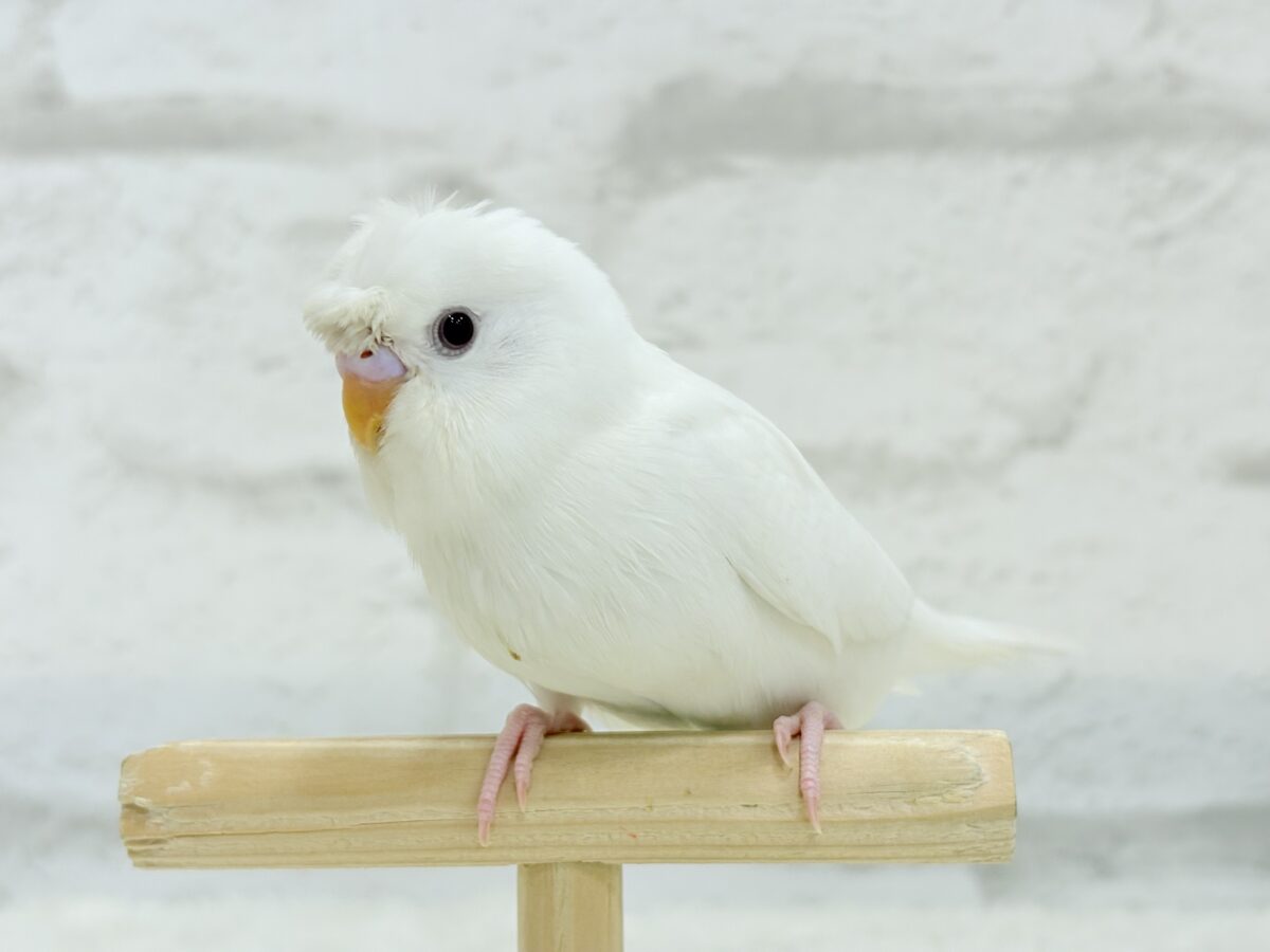 梵天セキセイインコ
