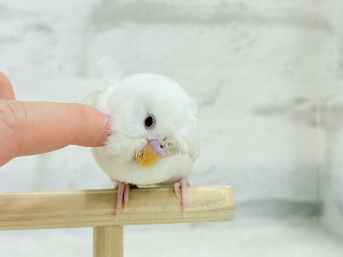 梵天セキセイインコ