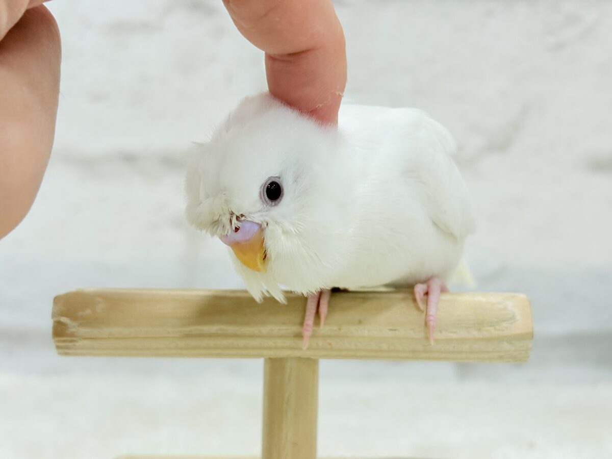 梵天セキセイインコ