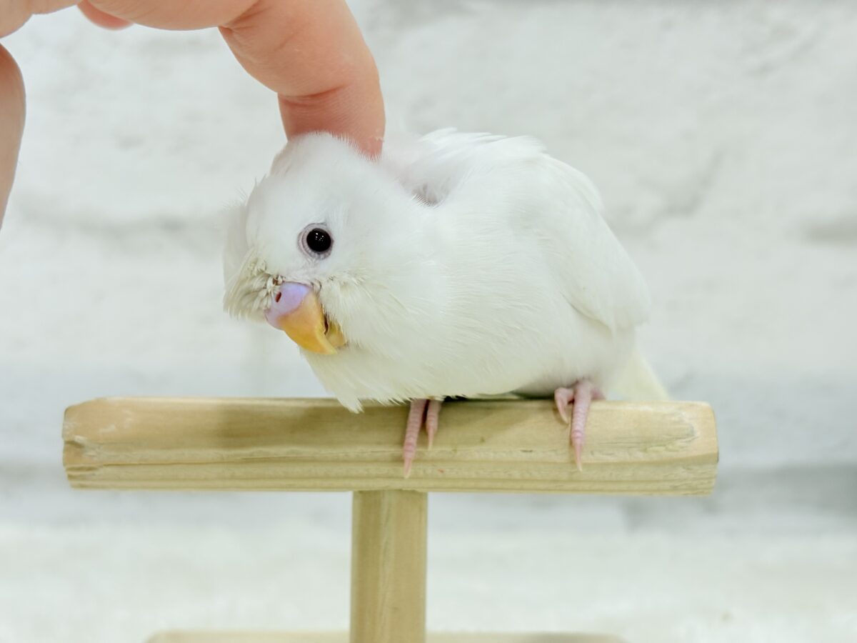 梵天セキセイインコ