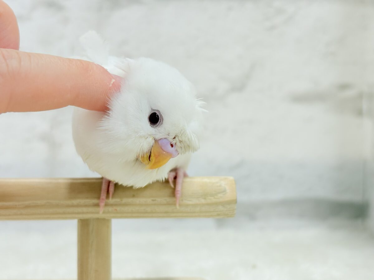 梵天セキセイインコ