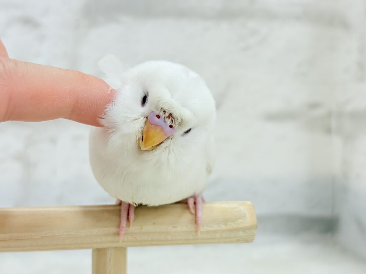 梵天セキセイインコ