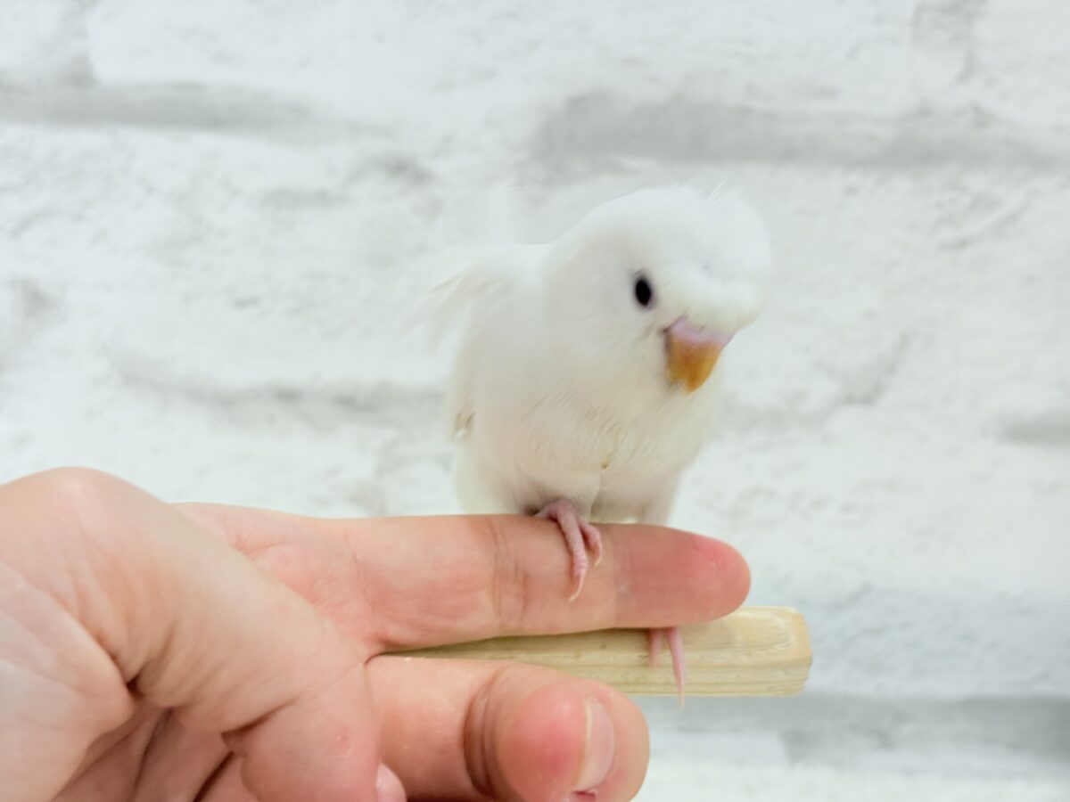 梵天セキセイインコ