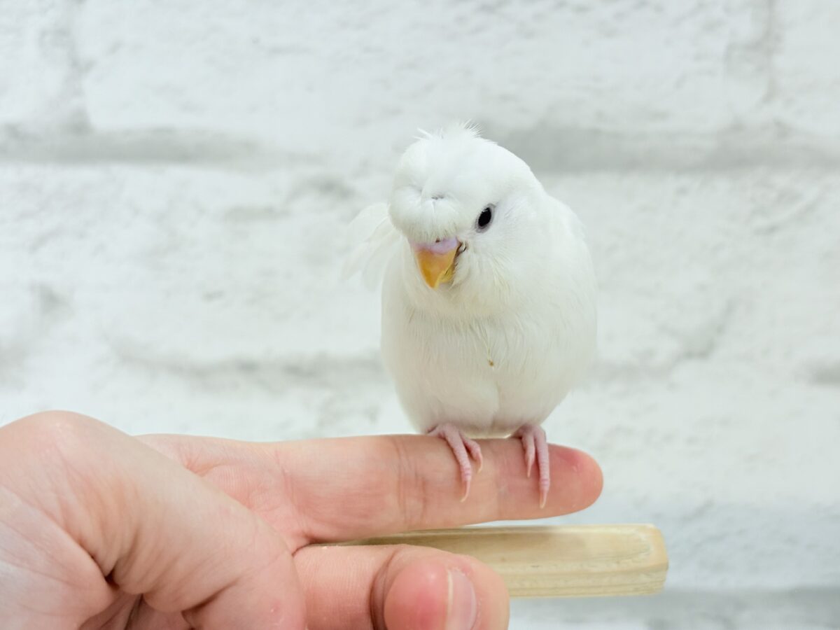 梵天セキセイインコ