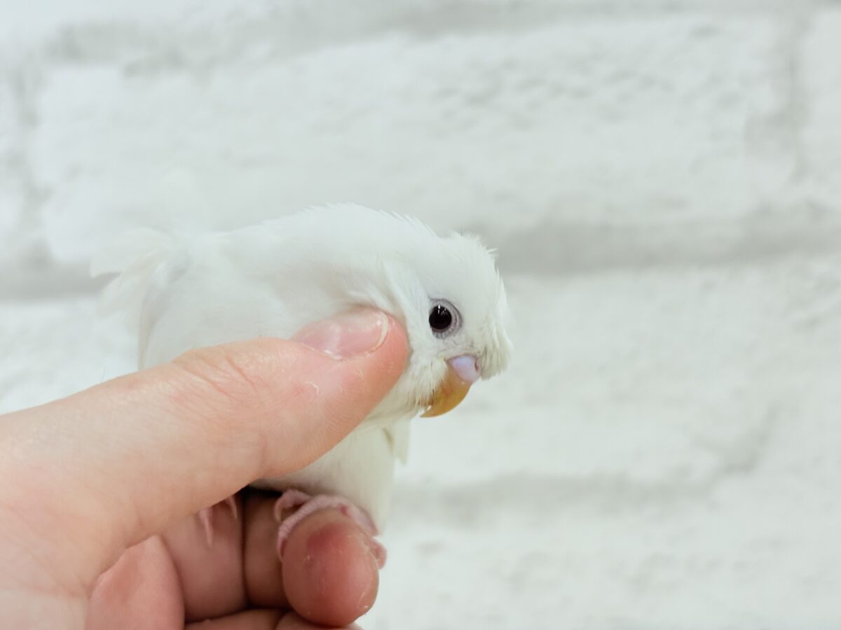 梵天セキセイインコ
